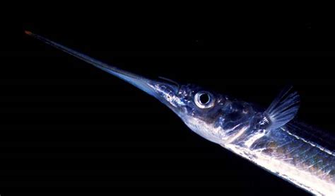 piper fish|Piper – Coastal fish – Te Ara Encyclopedia of New Zealand.